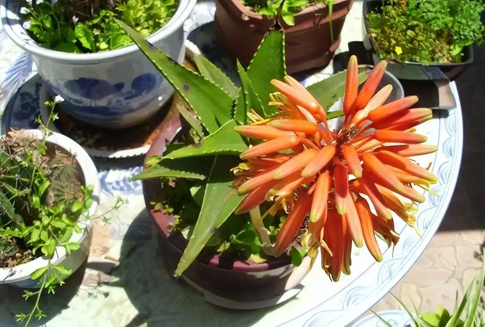 洗手間適合養什麼花,推薦6種「耐陰王」,易打理還好活