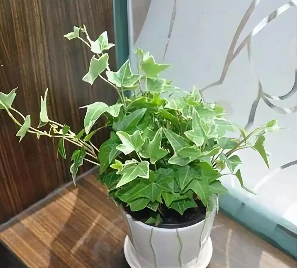 洗手間適合養什麼花,推薦6種「耐陰王」,易打理還好活