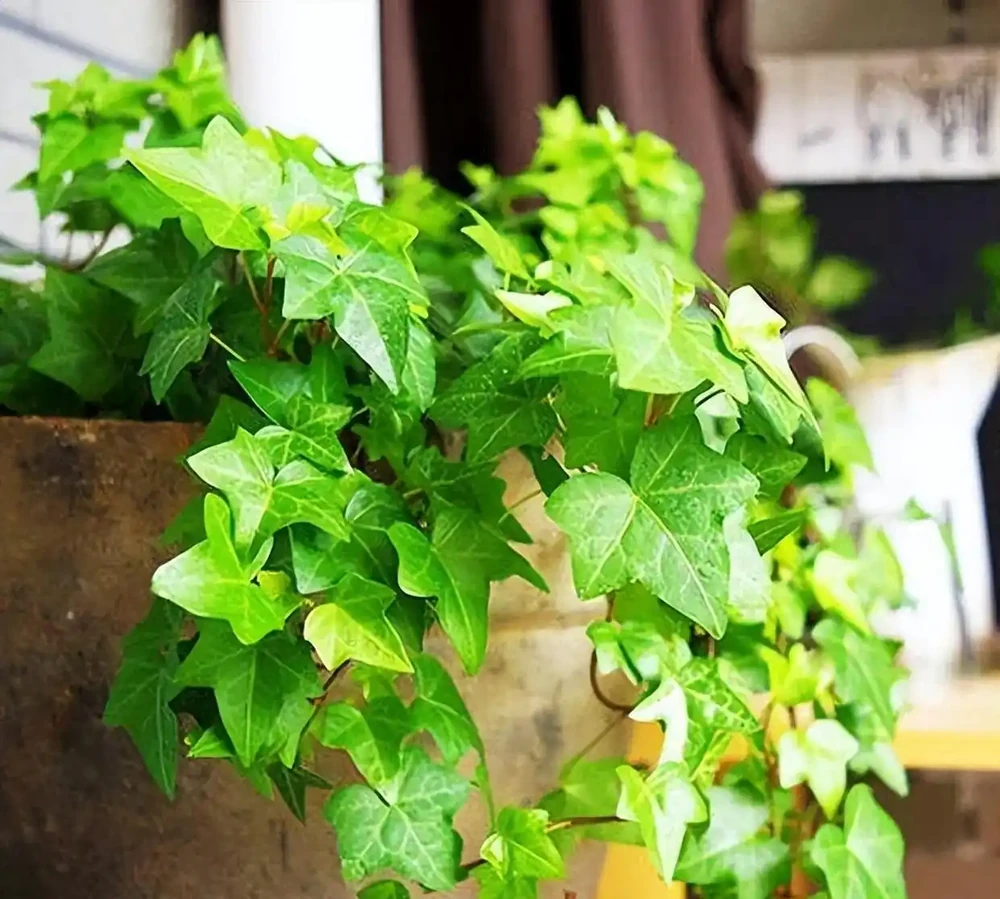 洗手間適合養什麼花,推薦6種「耐陰王」,易打理還好活