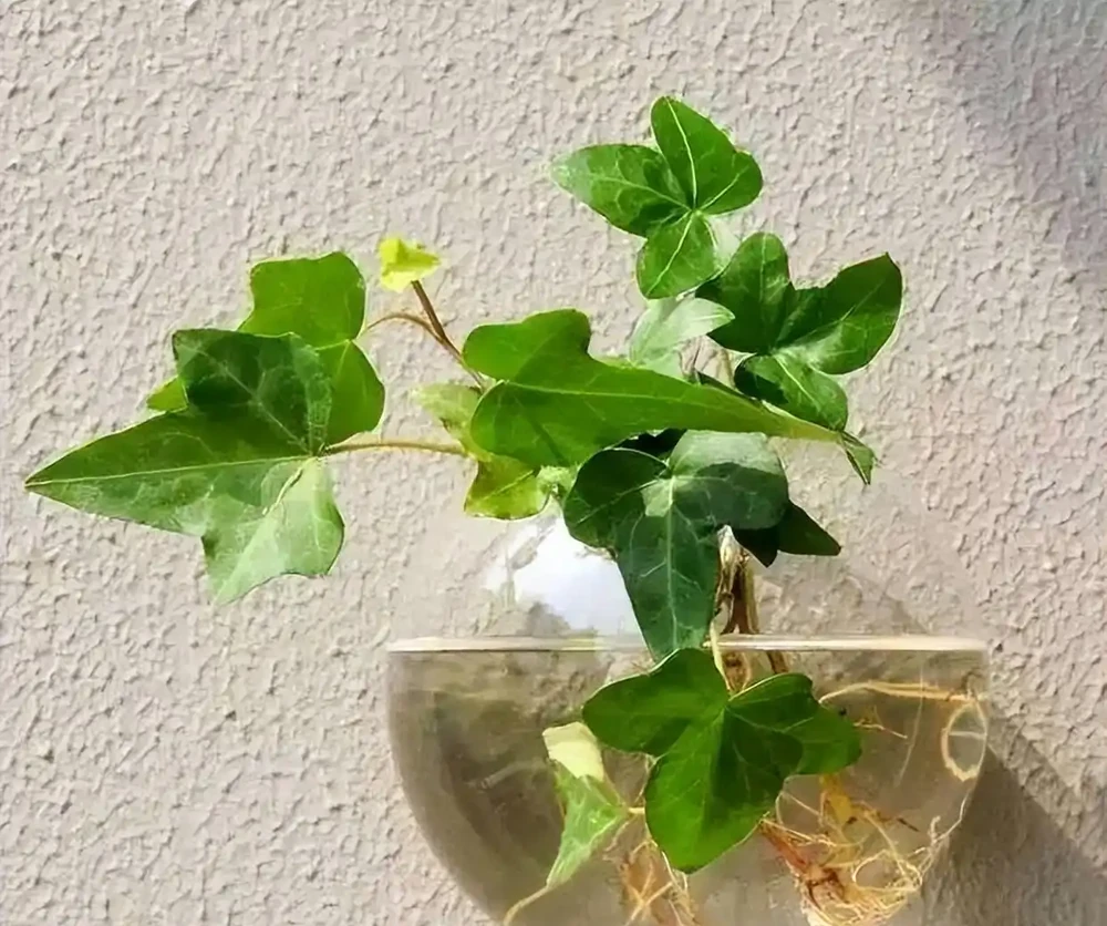 洗手間適合養什麼花,推薦6種「耐陰王」,易打理還好活