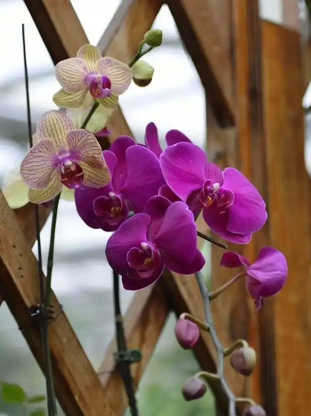 洗手間適合養什麼花,推薦6種「耐陰王」,易打理還好活