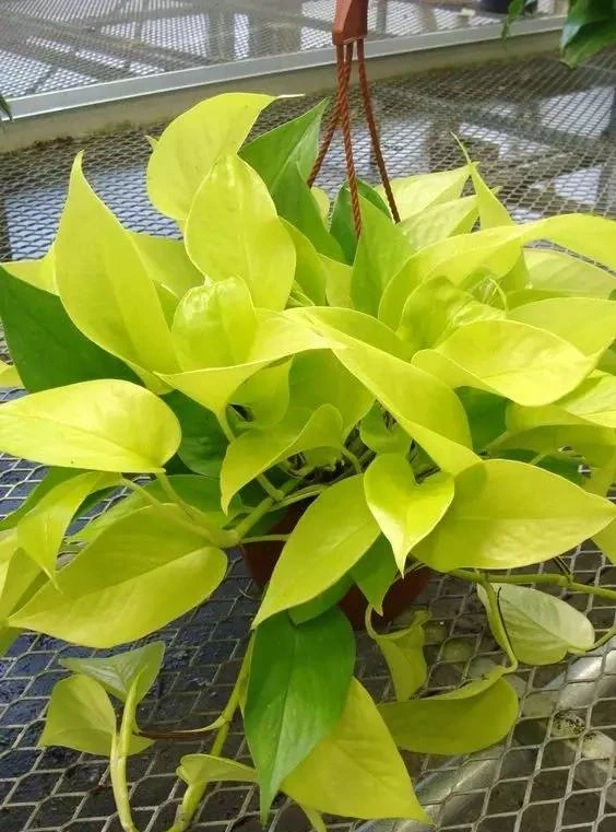 洗手間適合養什麼花,推薦6種「耐陰王」,易打理還好活