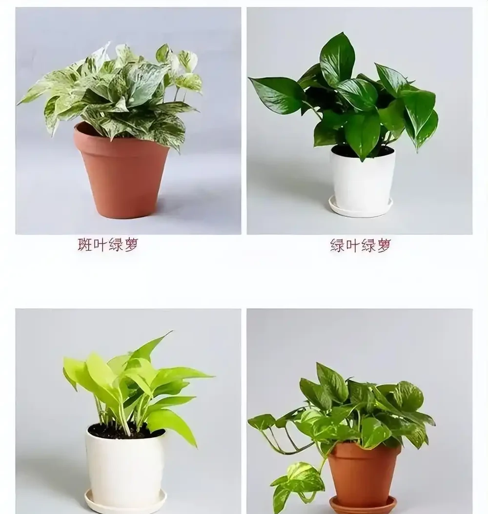 洗手間適合養什麼花,推薦6種「耐陰王」,易打理還好活