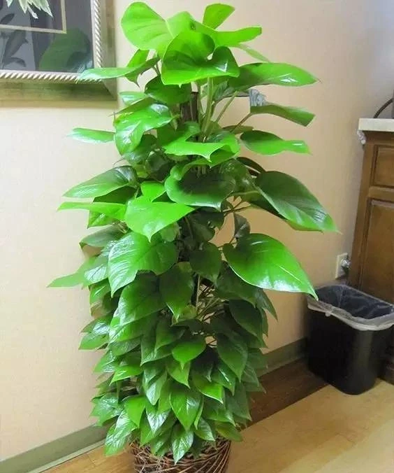 洗手間適合養什麼花,推薦6種「耐陰王」,易打理還好活