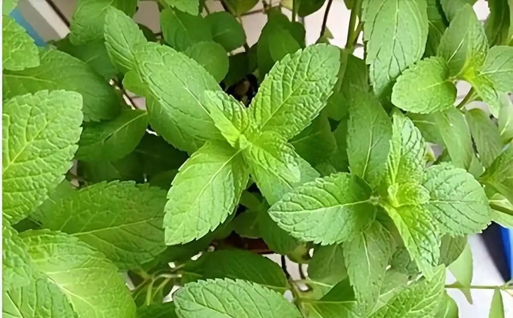 洗手間適合養什麼花,推薦6種「耐陰王」,易打理還好活
