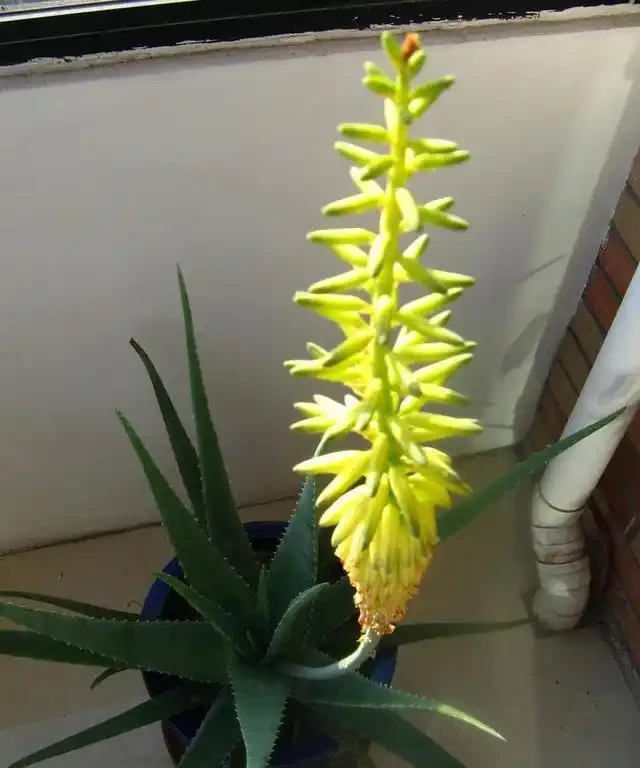 洗手間適合養什麼花,推薦6種「耐陰王」,易打理還好活
