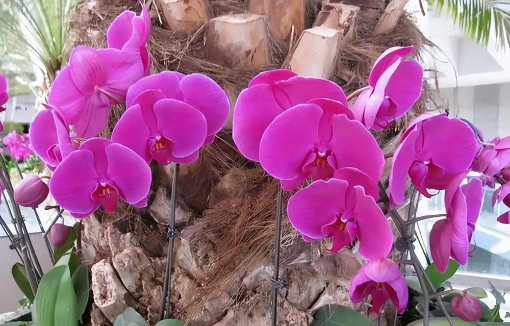 洗手間適合養什麼花,推薦6種「耐陰王」,易打理還好活
