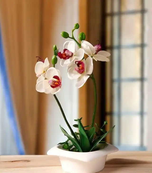 洗手間適合養什麼花,推薦6種「耐陰王」,易打理還好活