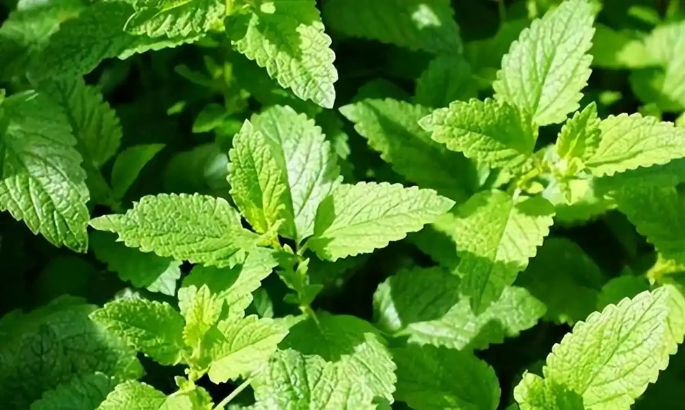 洗手間適合養什麼花,推薦6種「耐陰王」,易打理還好活