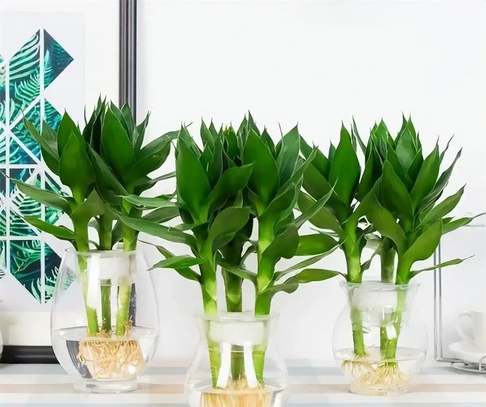 洗手間適合養什麼花,推薦6種「耐陰王」,易打理還好活