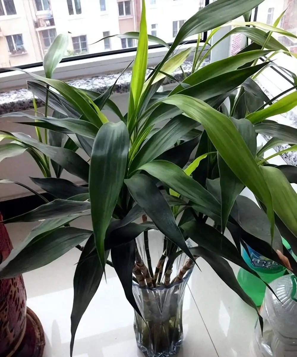 洗手間適合養什麼花,推薦6種「耐陰王」,易打理還好活