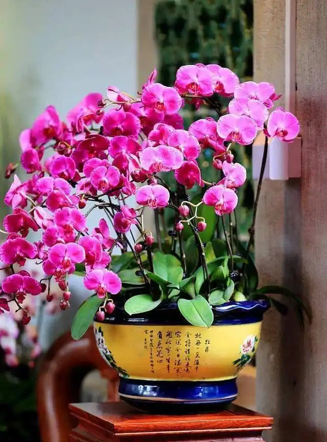 洗手間適合養什麼花,推薦6種「耐陰王」,易打理還好活