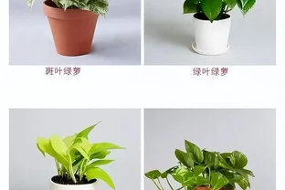 洗手間適合養什麼花，推薦6種「耐陰王」，易打理還好活