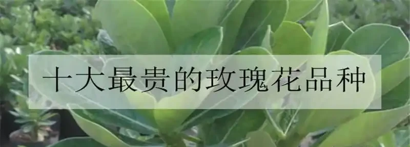十大玫瑰花品種排行