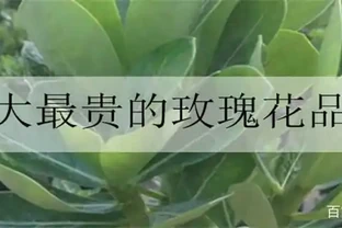 十大玫瑰花品種排行