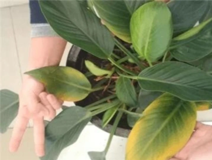 葉子發黃，所有綠植通用方法大全！