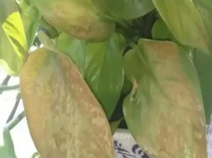 葉子發黃，所有綠植通用方法大全！