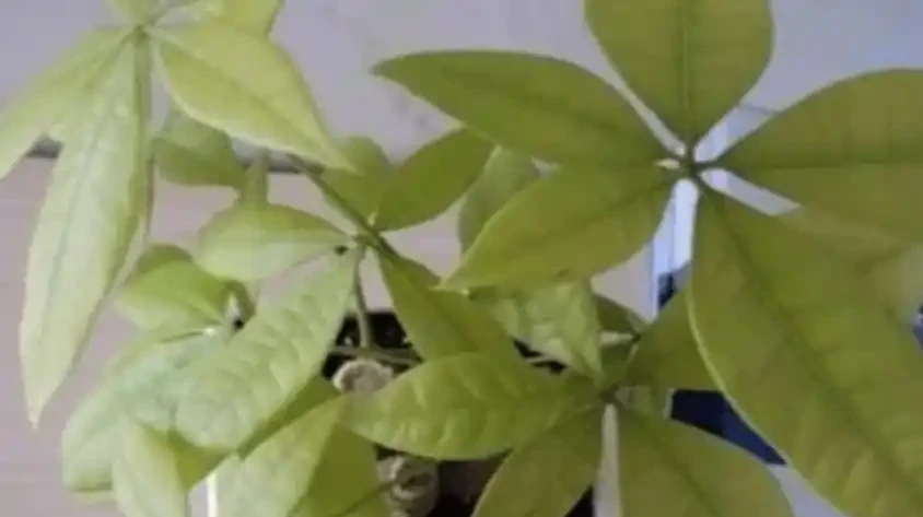 葉子發黃，所有綠植通用方法大全！