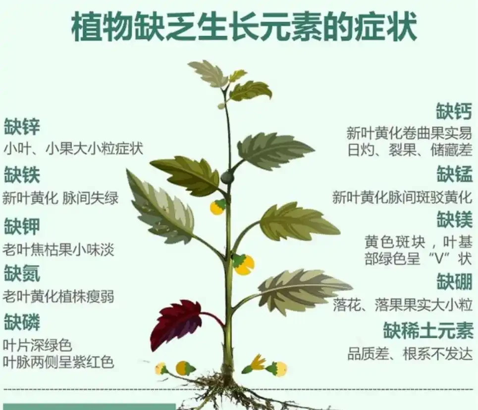 葉子發黃，所有綠植通用方法大全！