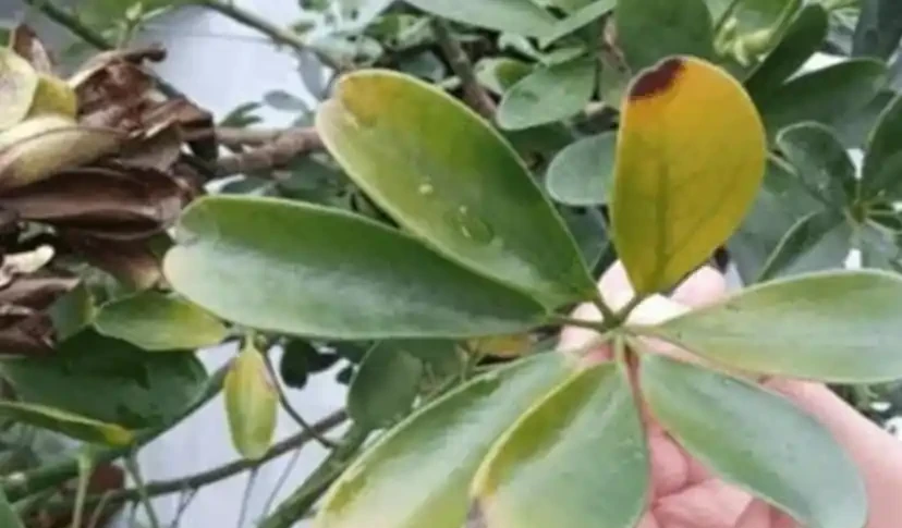 葉子發黃，所有綠植通用方法大全！