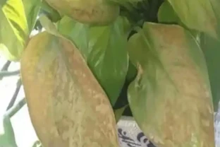 葉子發黃，所有綠植通用方法大全！