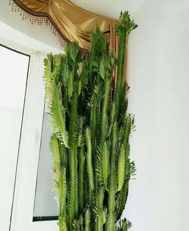 8種「鎮宅花」,越大價值越高,你家裡有嗎?