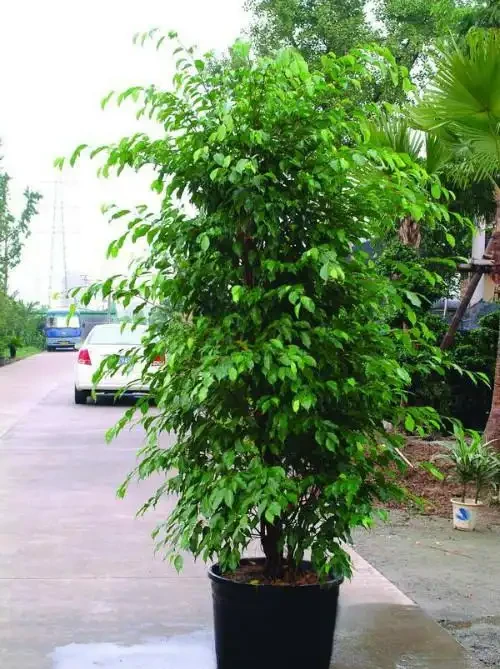 8種「鎮宅花」,越大價值越高,你家裡有嗎?