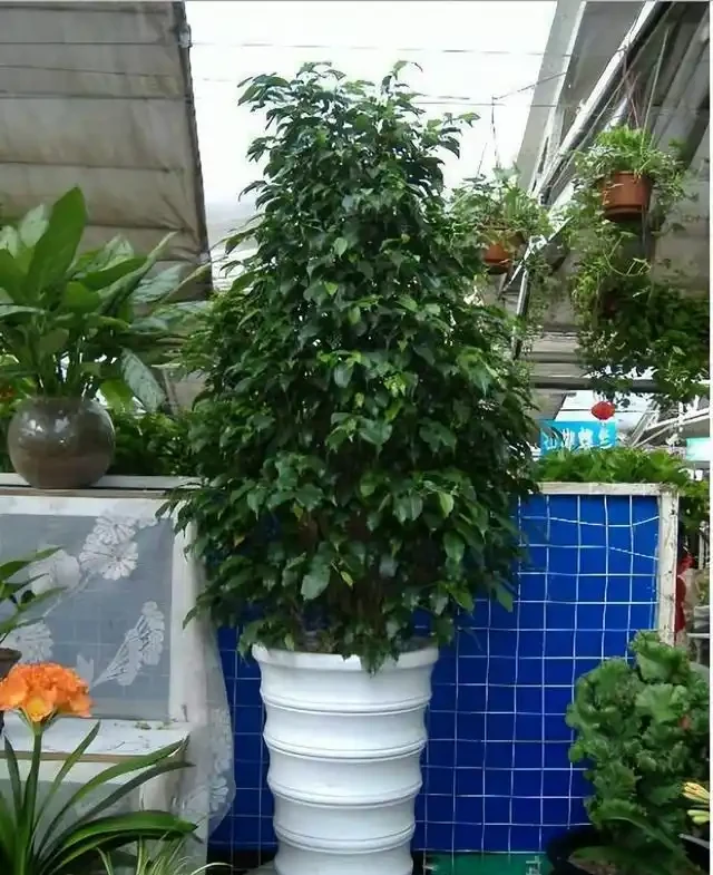 8種「鎮宅花」,越大價值越高,你家裡有嗎?