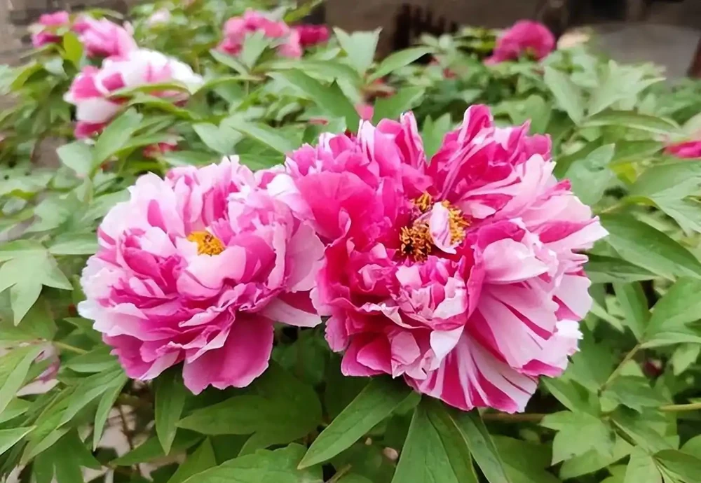 8種「鎮宅花」,越大價值越高,你家裡有嗎?