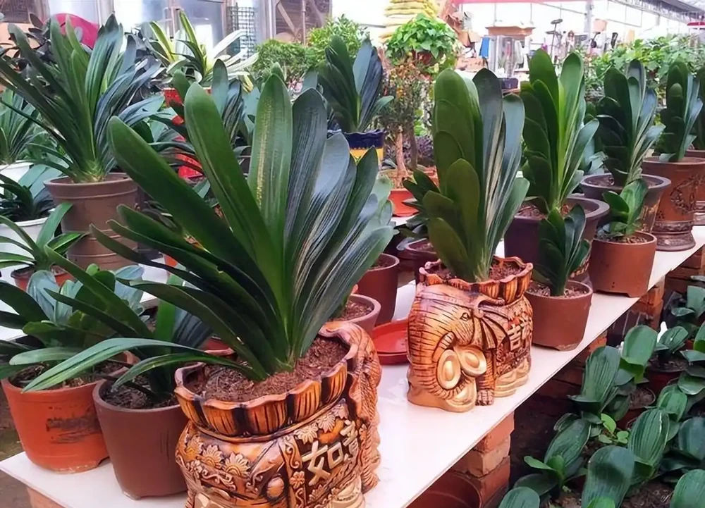 8種「鎮宅花」,越大價值越高,你家裡有嗎?