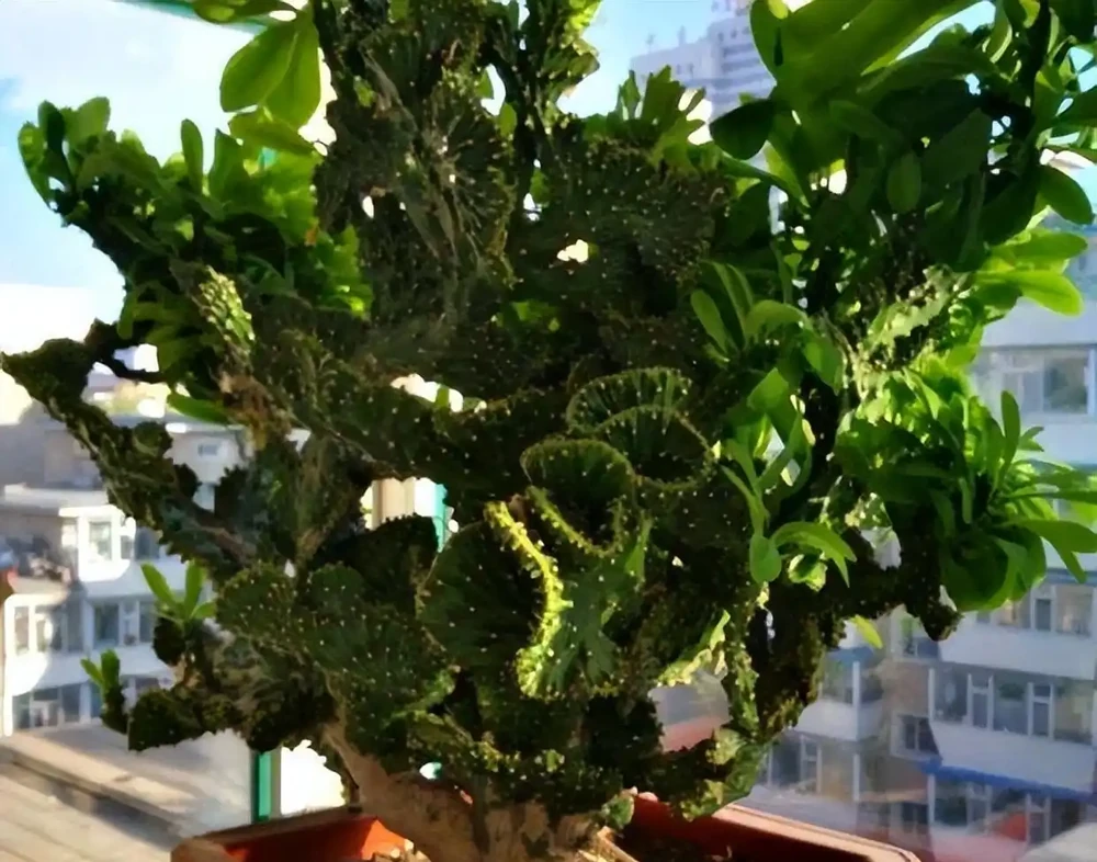 8種「鎮宅花」,越大價值越高,你家裡有嗎?