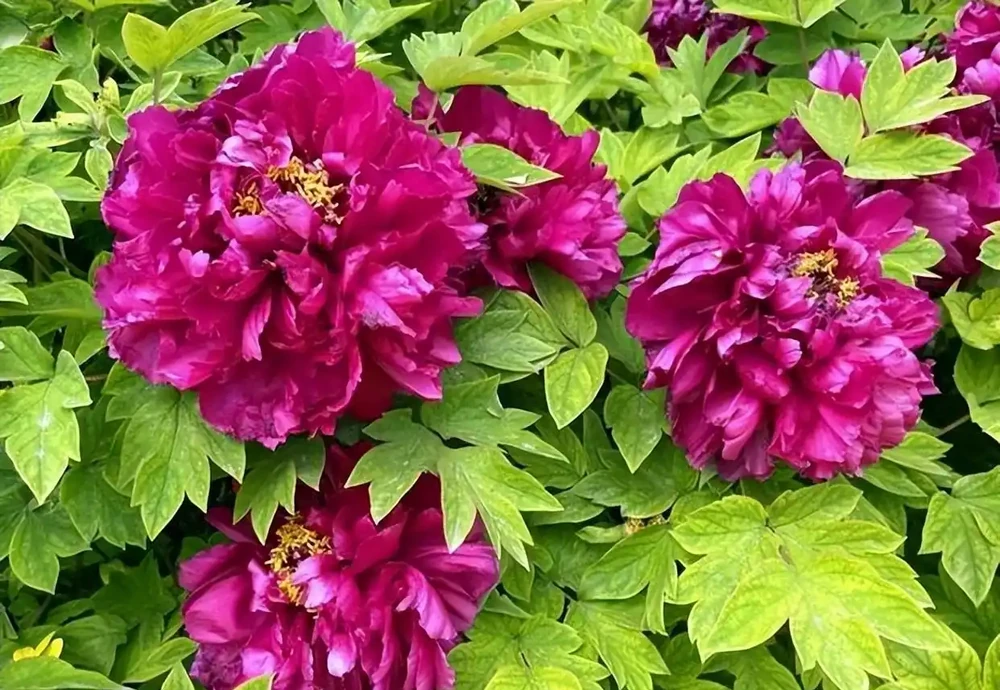 8種「鎮宅花」,越大價值越高,你家裡有嗎?