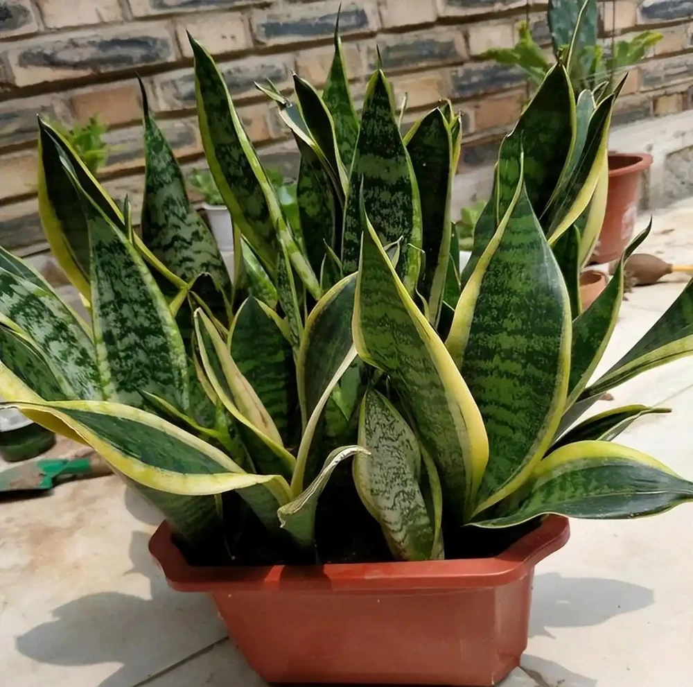8種「鎮宅花」,越大價值越高,你家裡有嗎?
