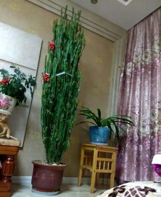 8種「鎮宅花」,越大價值越高,你家裡有嗎?