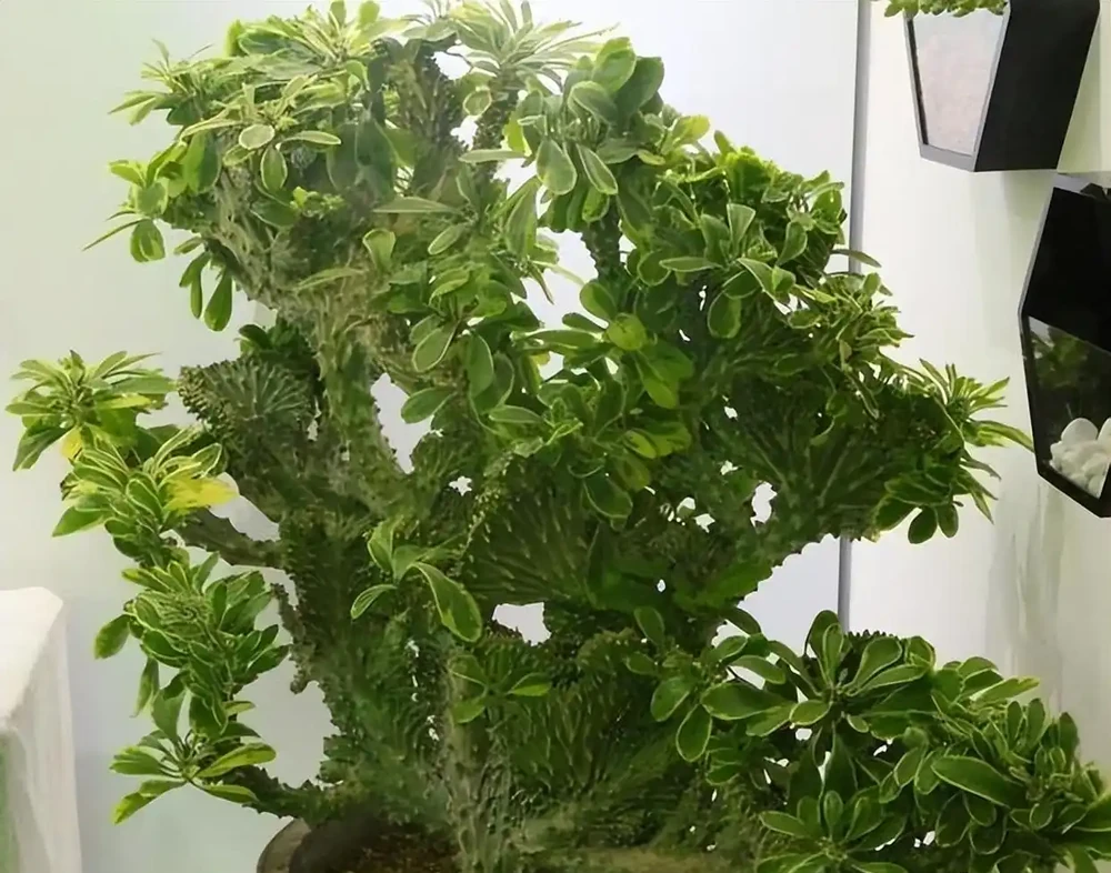 8種「鎮宅花」,越大價值越高,你家裡有嗎?