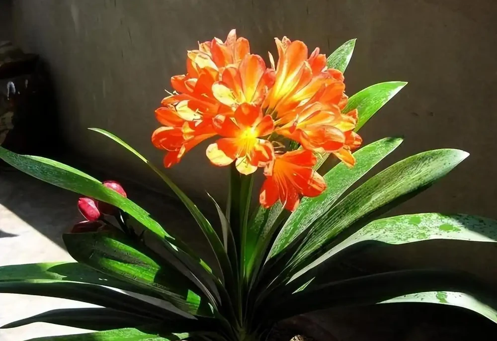 8種「鎮宅花」,越大價值越高,你家裡有嗎?