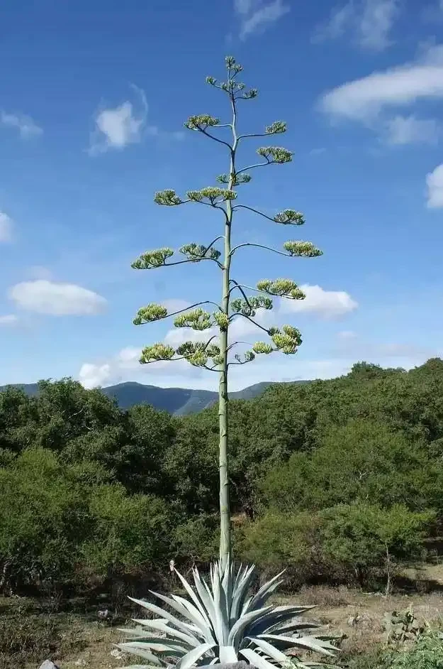 8種「鎮宅花」,越大價值越高,你家裡有嗎?