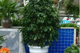 8種「鎮宅花」，越大價值越高，你家裡有嗎？