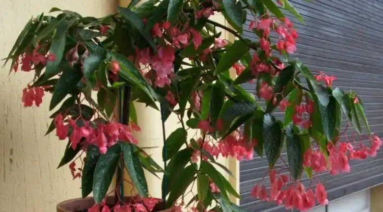 8種木本開花植物,養護技巧學一學,養好很簡單