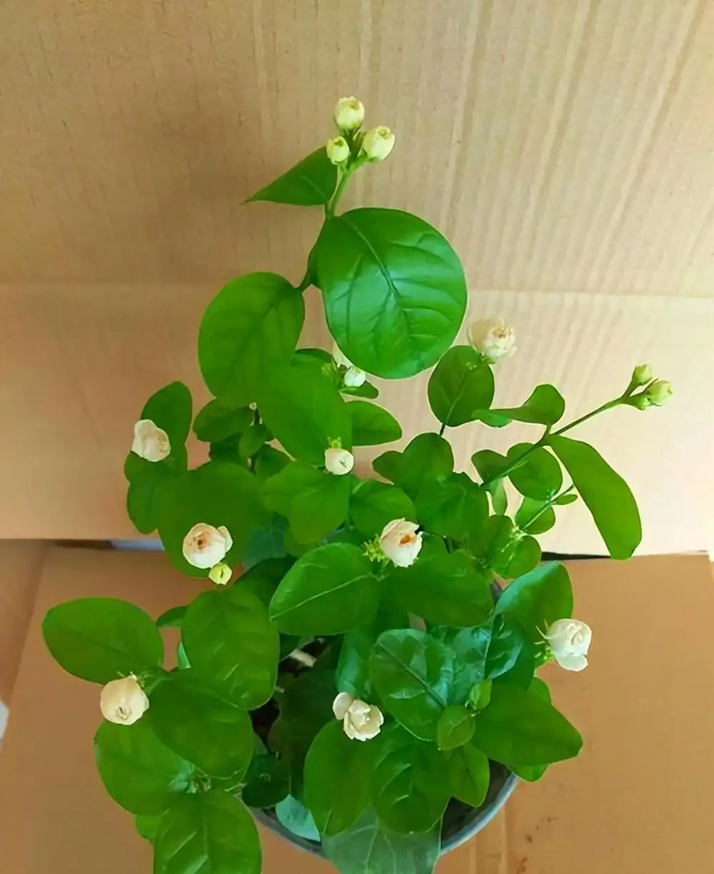 8種木本開花植物,養護技巧學一學,養好很簡單