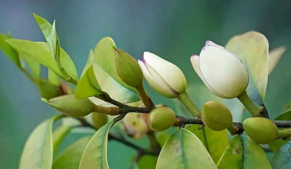 8種木本開花植物,養護技巧學一學,養好很簡單