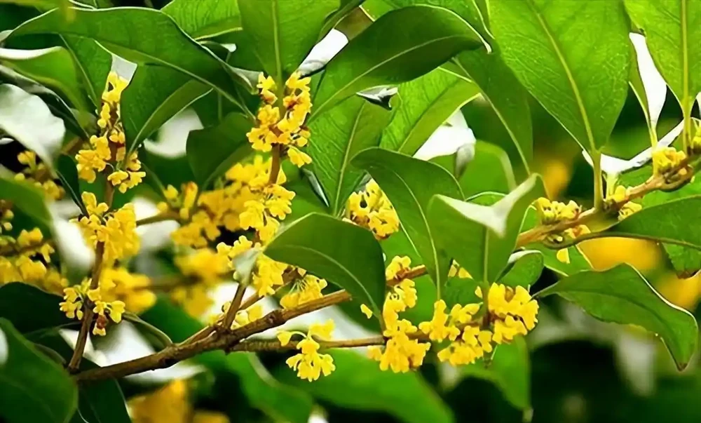 8種木本開花植物,養護技巧學一學,養好很簡單