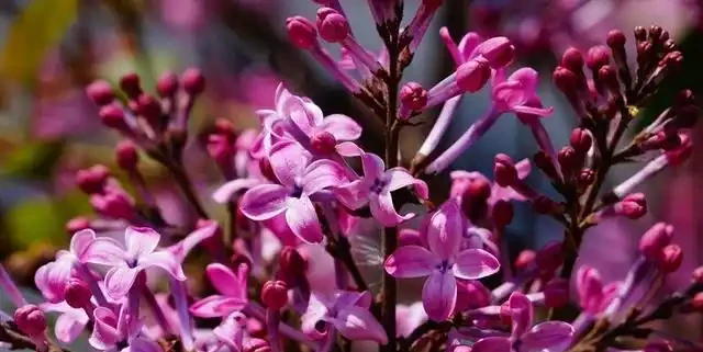 8種木本開花植物,養護技巧學一學,養好很簡單