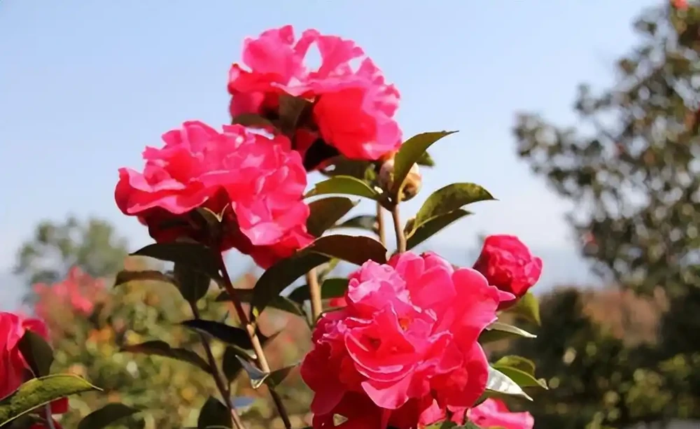 8種木本開花植物,養護技巧學一學,養好很簡單