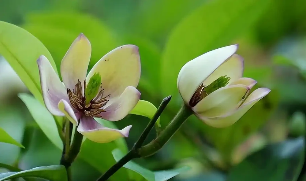 8種木本開花植物,養護技巧學一學,養好很簡單