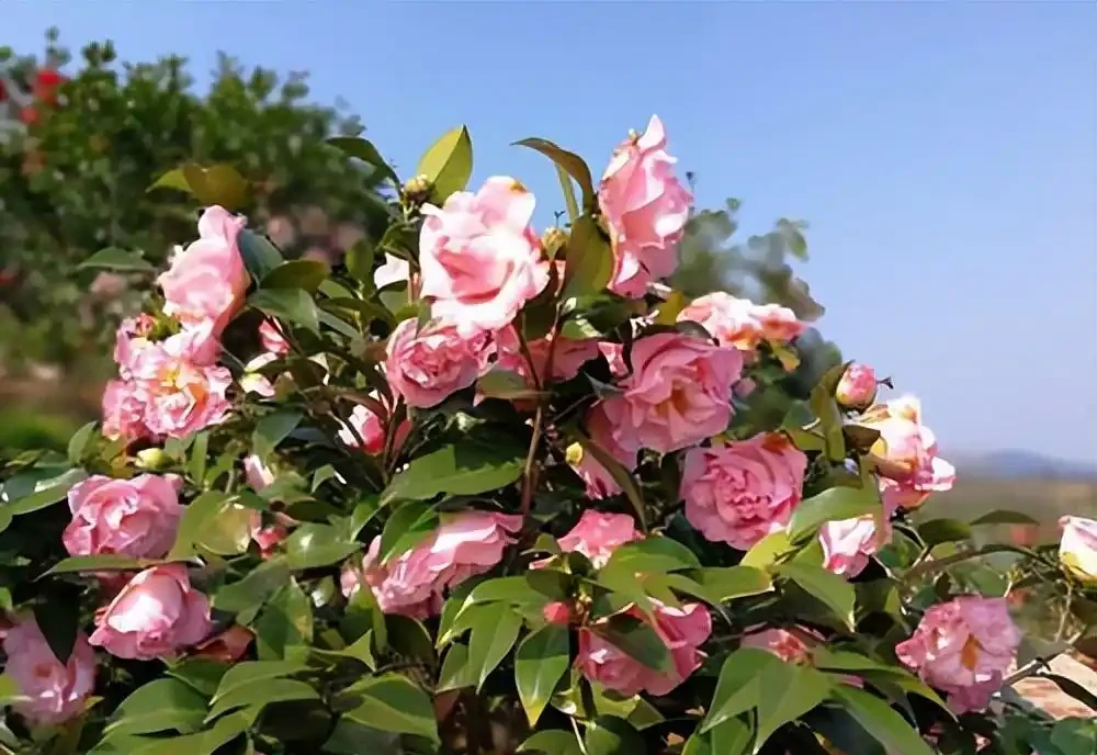 8種木本開花植物,養護技巧學一學,養好很簡單