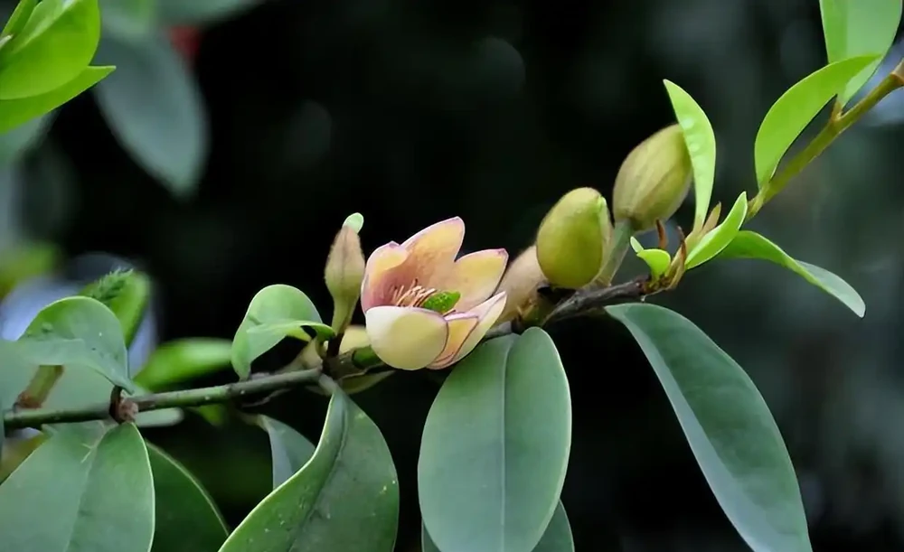 8種木本開花植物,養護技巧學一學,養好很簡單
