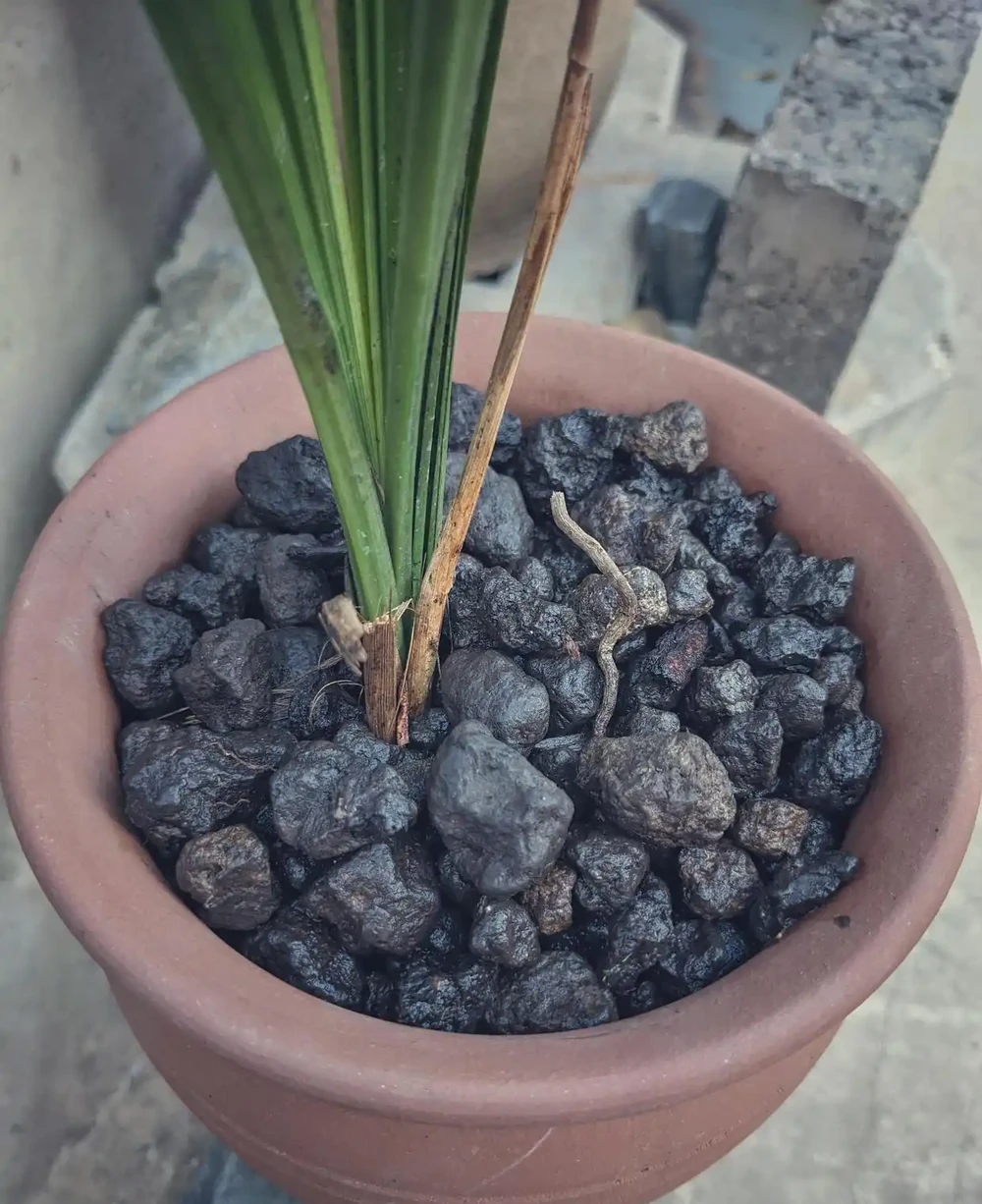 網紅植料仙土種蘭花，和山裡收集的植料做個對比，看看效果如何！