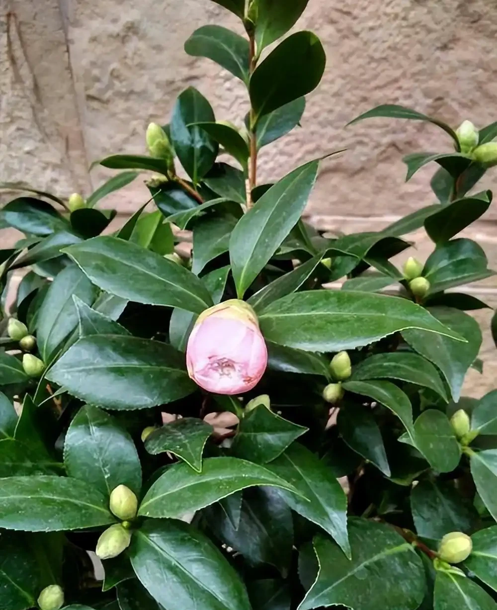 8種木本開花植物,養護技巧學一學,養好很簡單