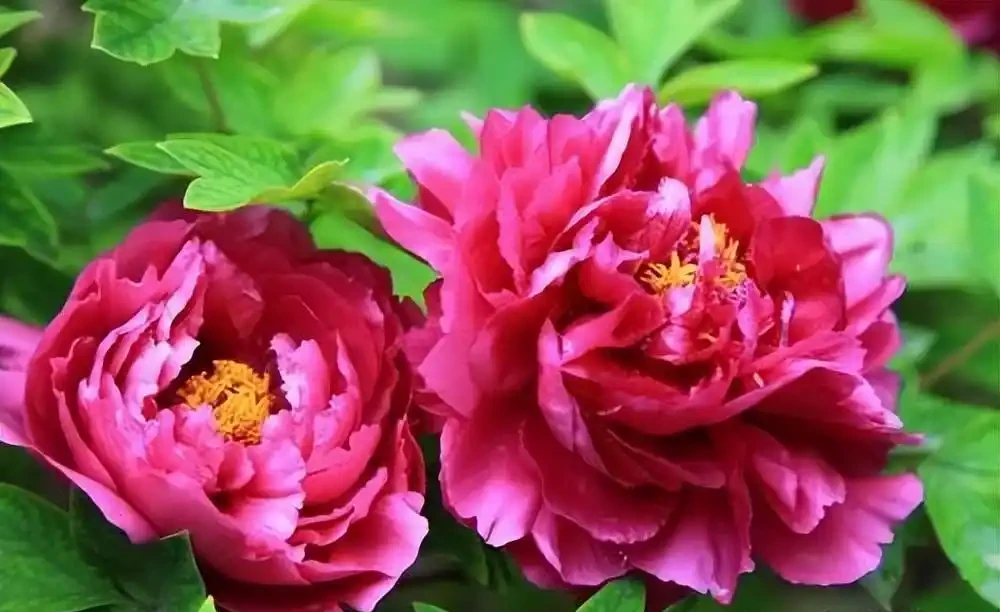 8種木本開花植物,養護技巧學一學,養好很簡單